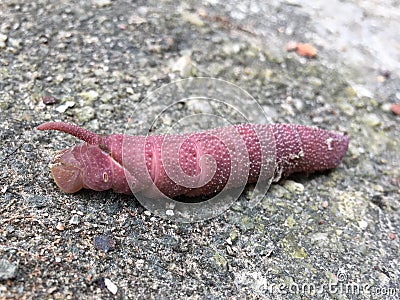 Red Caterpillar Stock Photo